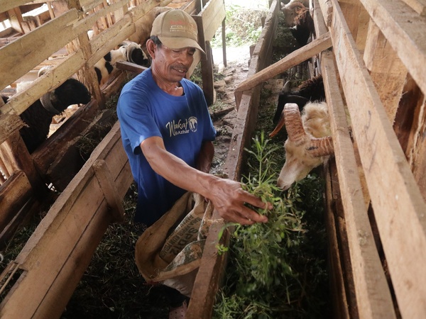Perawatan harian ternak oleh anggota kelompok