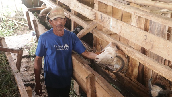Domba yang dipelihara di kandang komunal
