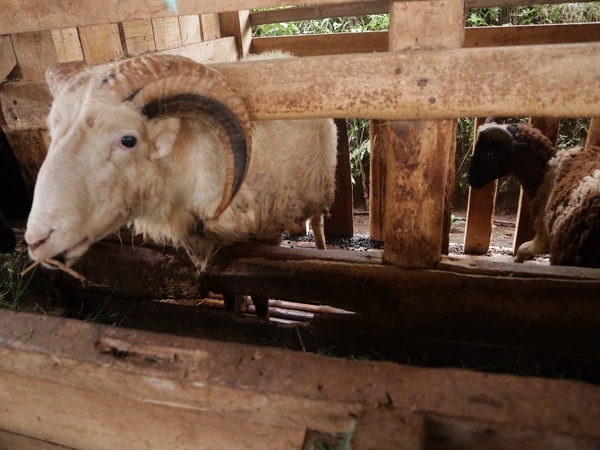 Domba garut bertanduk di kandang