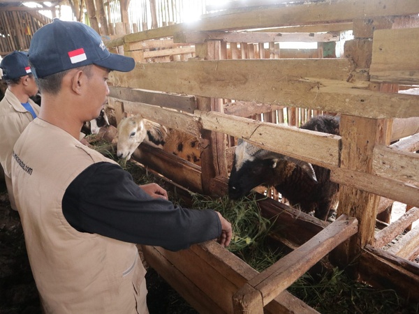 Anggota kelompok merawat ternak