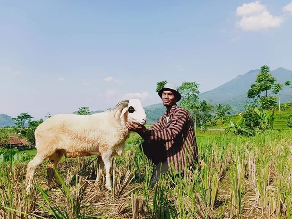 Peternak wakaf produktif bersama domba, latar sawah dan pegunungan