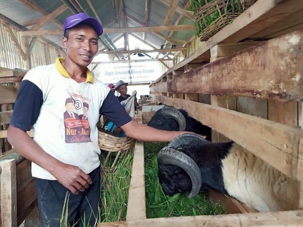 Wakaf Produktif Peternakan Domba