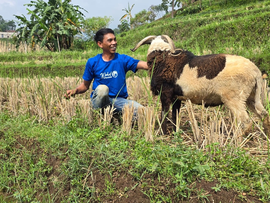 Wakaf Produktif Peternakan Domba
